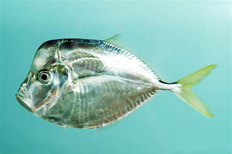 Fish Facts: Atlantic Moonfish - Selene setapinnis - The Jump