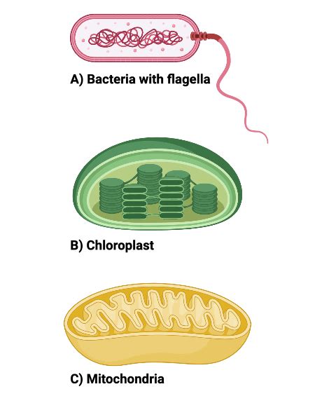 Analyzing the Relationship of Endosymbiotic Organelles & their Ancient Ancestors Practice ...