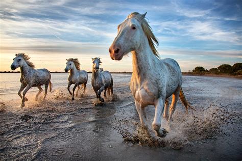 The Camargue horse workshop in France, 2016: The white horses of the ...