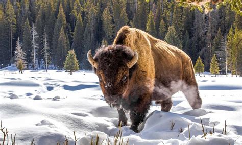 Lone Bison_Snow_NGP | Photos | WWF