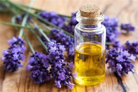 Lavender Relieves Anxiety, Studies Reveal | NaturalHealth365