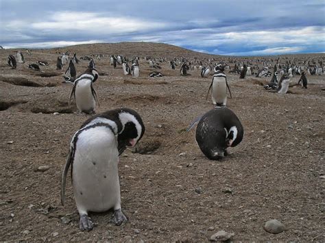 5-five-5: Los Pingüinos Natural Monument (Punta Arenas - Chile)