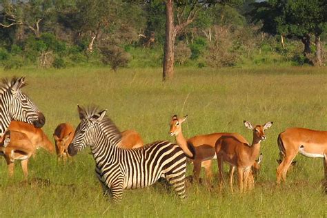 Mikumi National Park - Travel to Mikumi in Tanzania