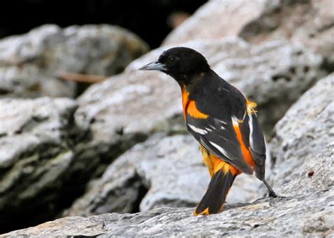 Maryland State Bird Baltimore Oriole (icterid blackbird) | Baltimore orioles, State birds, Maryland