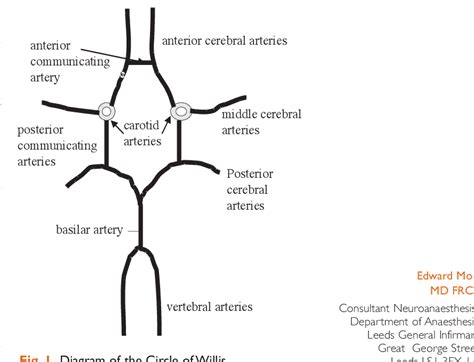 Figure 1 from The cerebral circulation | Semantic Scholar