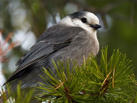 Whiskey Jack, alias Camp Robber, alias Gray Jay | Gray jay, Pet birds ...