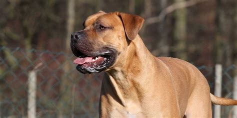 10 Things You Didn't Know about the Boerboel