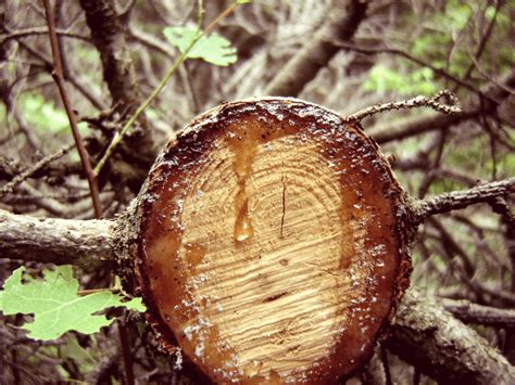 Maple Sugaring at Home for Nature Study