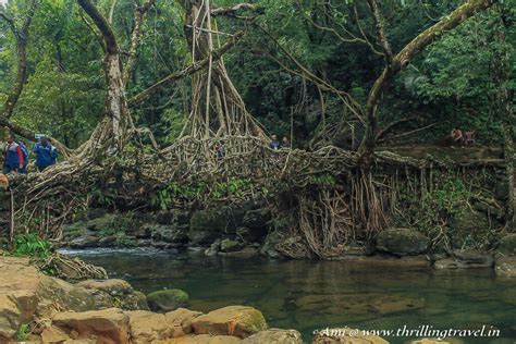 Unraveling the mysterious Living Root Bridge, Meghalaya - Thrilling Travel