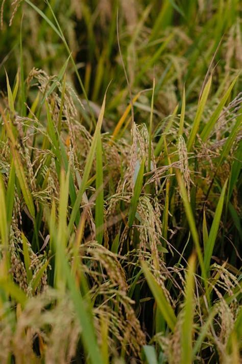 Close-up of Grass · Free Stock Photo