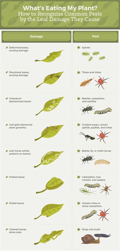 Everything You Need To Know About Getting Rid Of Common Garden Pests | Garden pests, Plant pests ...