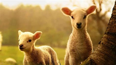 World Farm Animals Day 2023: History, Activities And FAQs