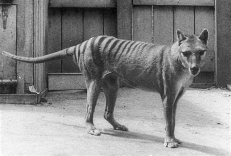 Tasmanian Tiger – Civilsdaily