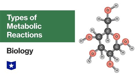 Types of Metabolic Reactions | Biology - YouTube