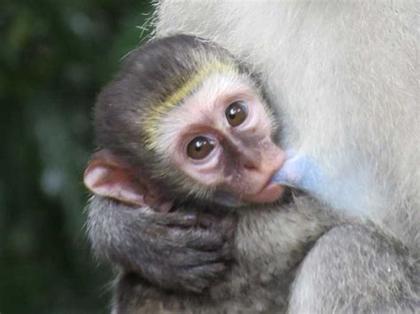 Cute Vervet Baby Monkey - Leopard Walk Lodge | Luxury Safari Accommodation in Hluhluwe, KwaZulu ...