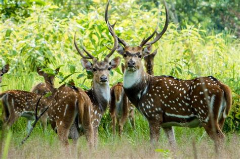 Wildlife Hunting in Nepal, Wildlife Hunting Nepal, Hunting