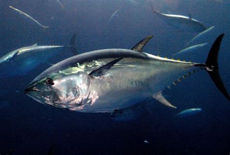 Cá ngừ vây xanh phương Nam – Southern Bluefin Tuna