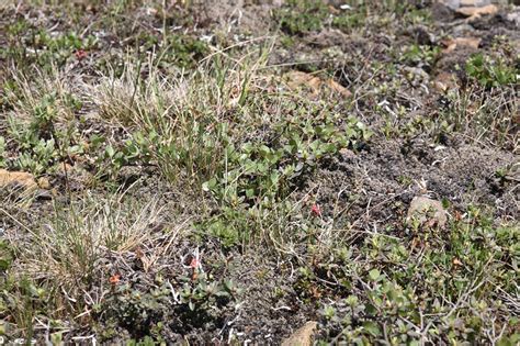 Alpine Tundra - Stock Image - C003/9787 - Science Photo Library