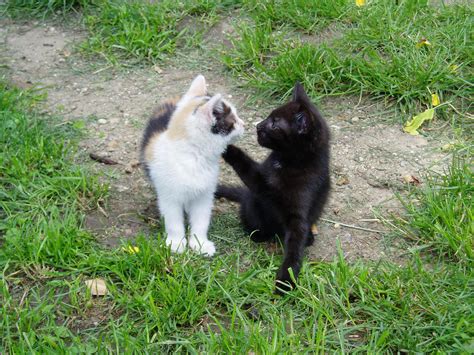 Kittens Playing - Kittens Photo (41560198) - Fanpop