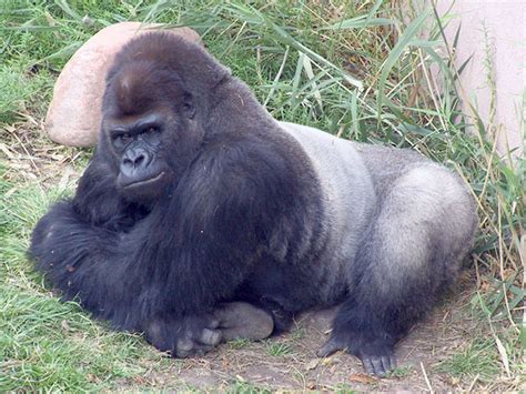 Eastern Lowland Gorilla | Animal Wildlife