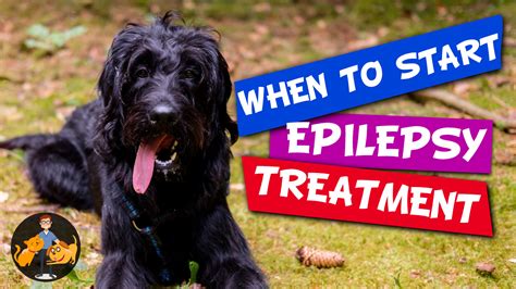 Phenobarbital: The Best Treatment for Dog Epilepsy? — Our Pet's Health