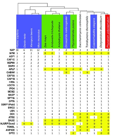 Distribution of histone chaperones in eukaryotes. Selected species used ...