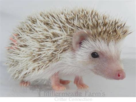 Hedgehog Herd - Hedgehog Ville – Toronto Hedgehog Breeder