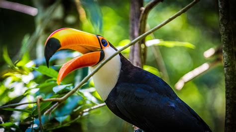 what up wallpaper,bird,toucan,vertebrate,beak,hornbill (#355847) - WallpaperUse