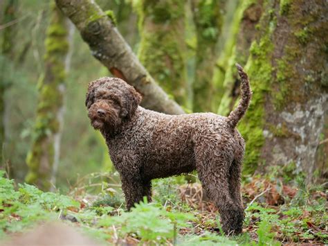 Lagotto Romagnolo Stock Image Colourbox | ubicaciondepersonas.cdmx.gob.mx