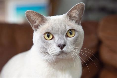 Burmese: Cat Breed Profile, Characteristics & Care