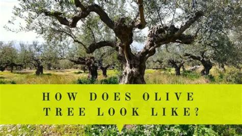 Greek Olive Tree Symbolism - Olive Tree Meaning