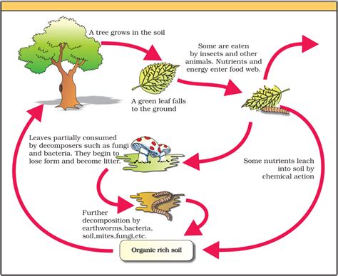 Decomposition Process | biopassionate