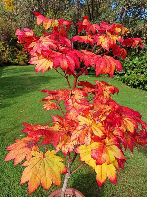 Acer japonicum 'Vitifolium'