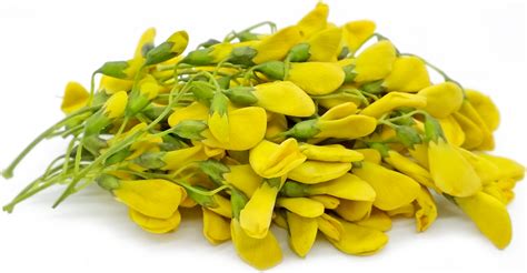 Yellow Sesbania Flowers Information and Facts