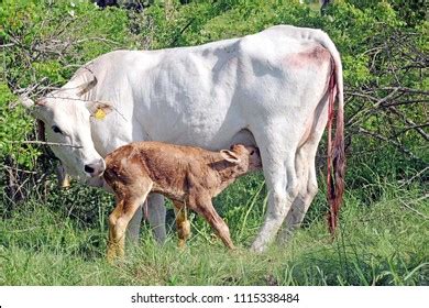 212 Placenta Cow Images, Stock Photos & Vectors | Shutterstock