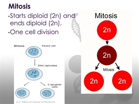 PPT - DIPLOID VS. HAPLOID PowerPoint Presentation, free download - ID:2867331