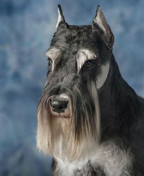 Schnauzer face | Dvärgschnauzer