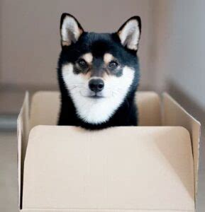 Black And Tan Shiba Inu Facts And Information - My First Shiba Inu