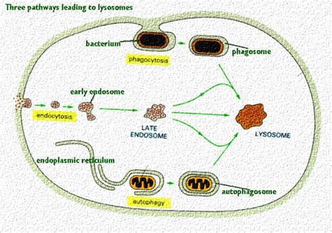 Lysosomes and Peroxisomes | Celebrate Cytochemistry | Gwen V. Childs, Ph.D.