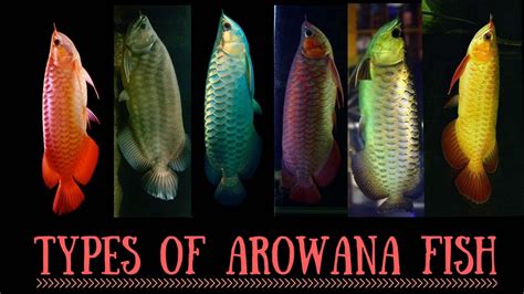 13+ Types Of Arowana, Paling Top!