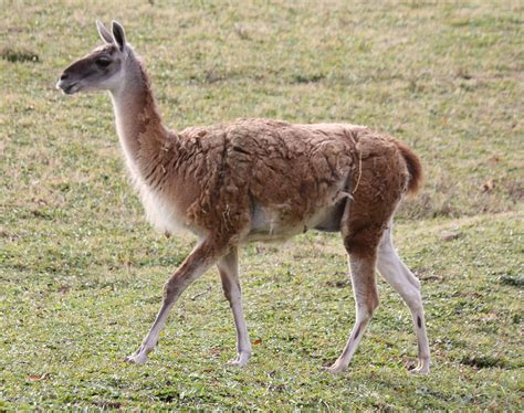 Fauna of the Andes - Wikipedia