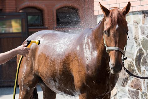 What Is The Best Shampoo For Horses On The Market In 2024?