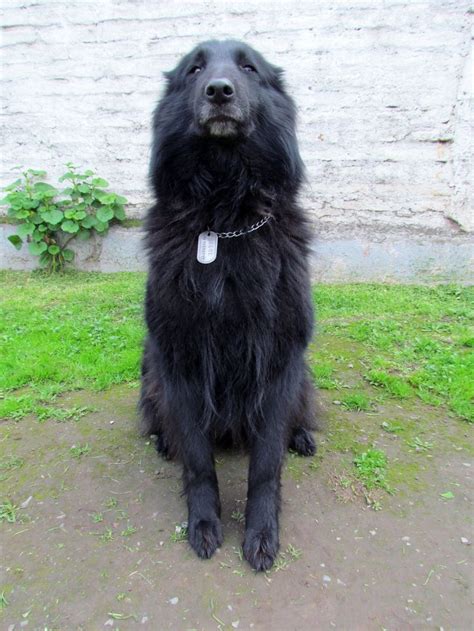 Pin by Lynn McNew on Puppy training | Belgian sheepdog, Pet dogs, Black dog