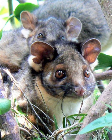 Critter Corner - Lemuroid Ringtail Possums - Rainforest Rescue News