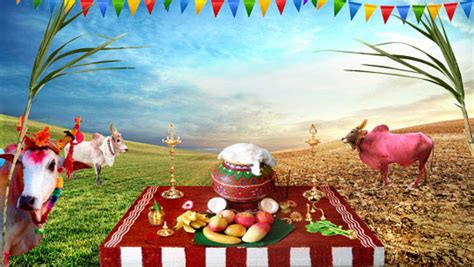 Pongal 2019: Makes This Multi-Day Harvest Festival Special | Times of ...