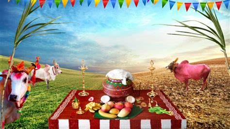 Pongal 2019: Makes This Multi-Day Harvest Festival Special | Times of India Travel