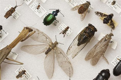 Creating an Insect Collection | NC State Extension