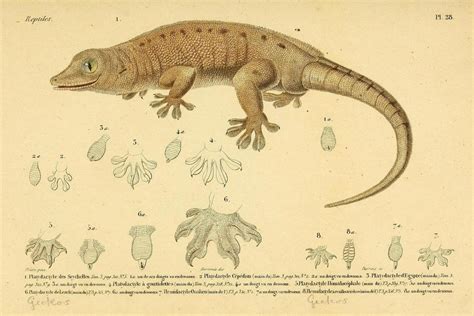 Gecko feet are incredible. They can hang onto... - Biomedical Ephemera ...