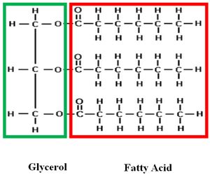 Lipids Monomer Structure