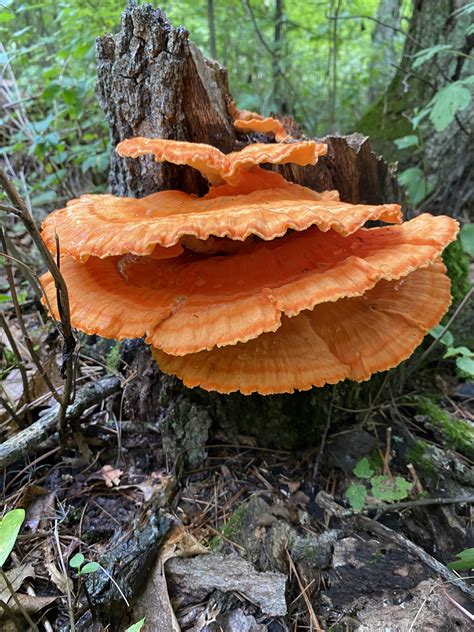 Chicken of The Woods? : r/mycology